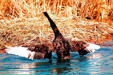 独立格斗肉鸽游戏《Head 2 Head》Steam发售 折后售价22元